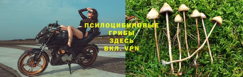 магазин продажи   Междуреченск  Галлюциногенные грибы Psilocybe 